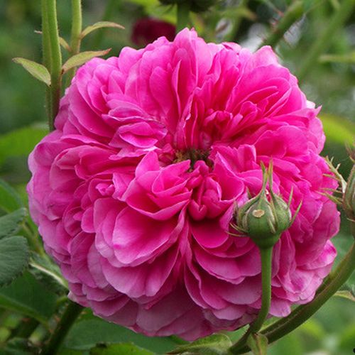 Gärtnerei - Rosa Duc de Cambridge - violett - rosa - damaszenerrose - stark duftend - Jean Laffay - Damaskus-Rosa mit intensivem Duft , vermehrt sich gut von Wurzelsprossen.